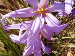 Xerophyta retinervis