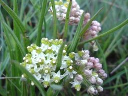Xysmalobium involucratum flowers