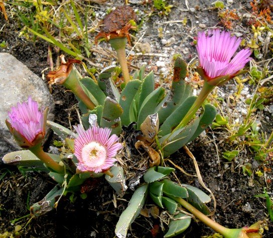 Acrodon bellidiflorus