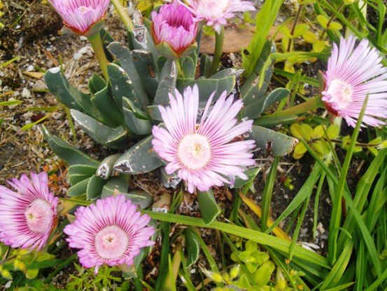 Acrodon bellidiflorus flowers