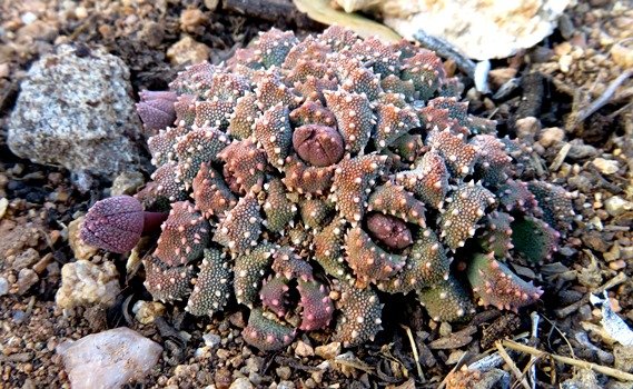 Aloinopsis luckhoffii