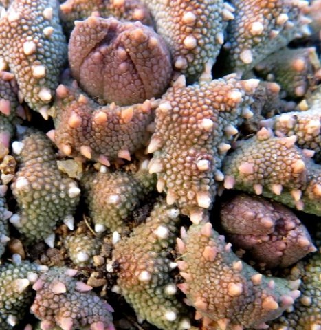 Aloinopsis luckhoffii buds