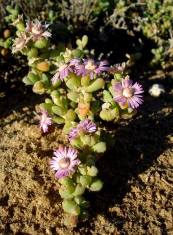 Amphibolia laevis
