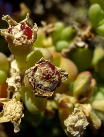 Amphibolia laevis developing fruit