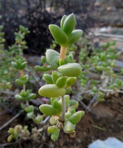 Amphibolia rupis-arcuatae young stem-tip