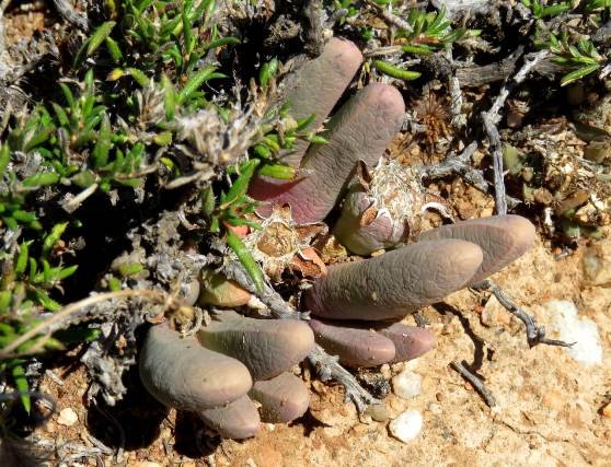 Antegibbaeum fissoides young fruit