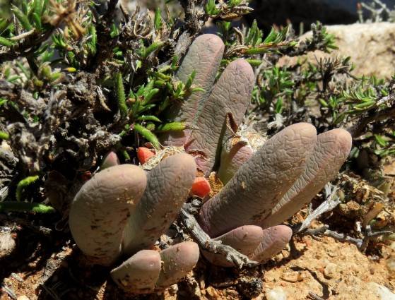 Antegibbaeum fissoides leaves