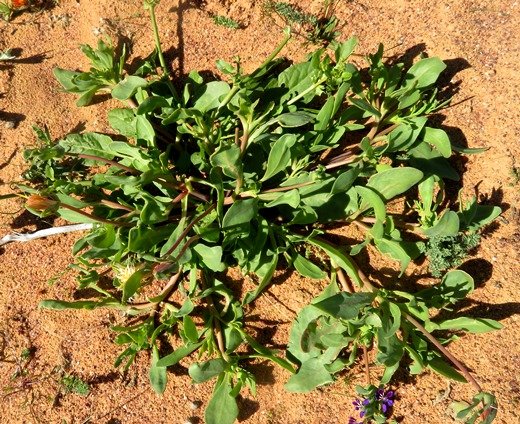 Apatesia helianthoides green leaves, not much upstanding