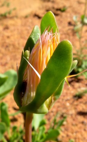 Apatesia helianthoides sinuate sepal margins