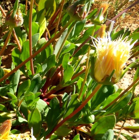 Apatesia helianthoides erect leaves
