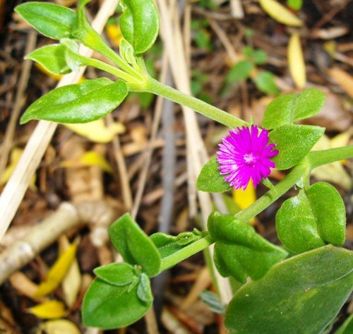 Aptenia cordifolia stem-tips