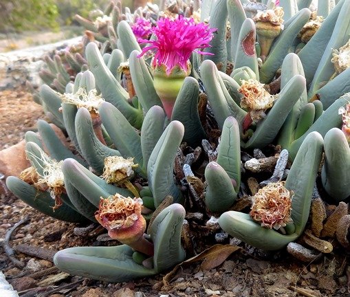 Argyroderma fissum finger-like leaves