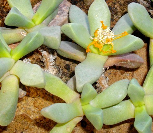 Bijlia dilatata leaves
