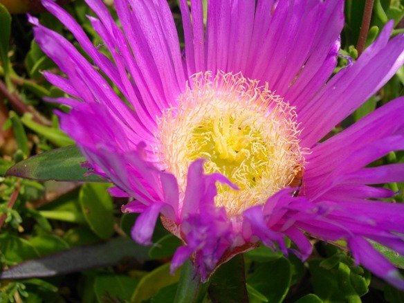 Carpobrotus acinaciformis