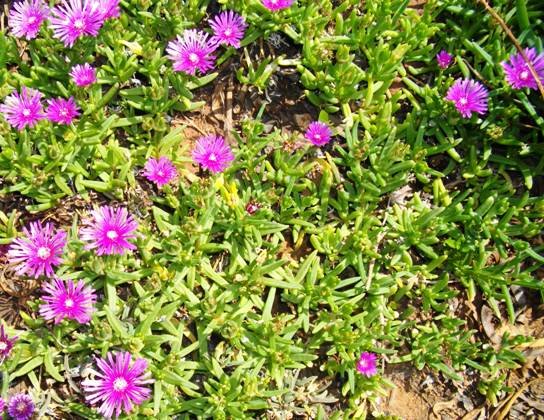 Carpobrotus acinaciformis