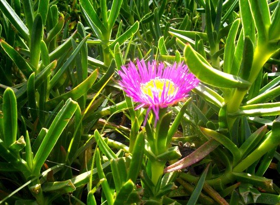 Carpobrotus acinaciformis