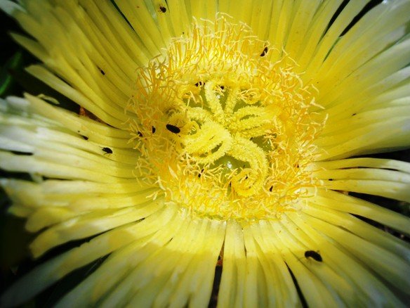 Carpobrotus edulis subsp. edulis