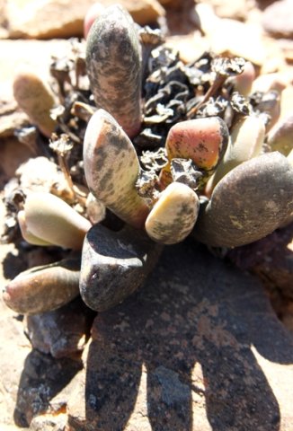 Cerochlamys pachyphylla black leaves