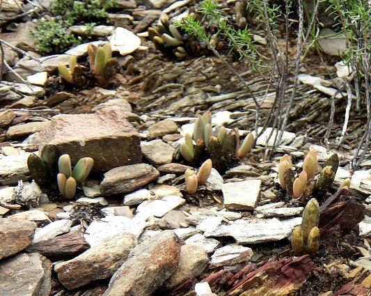 Cerochlamys pachyphylla in more stone than soil