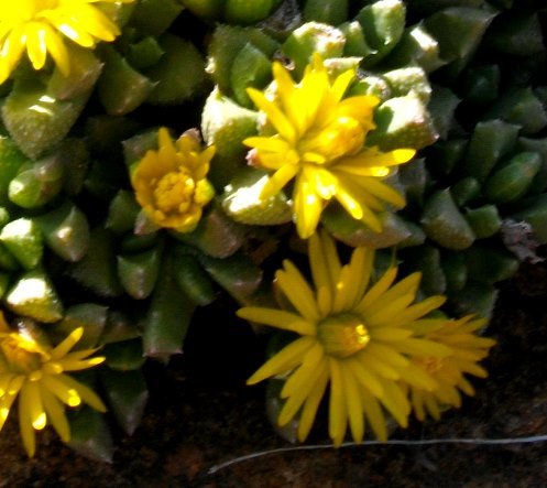 Chasmatophyllum musculinum flowers