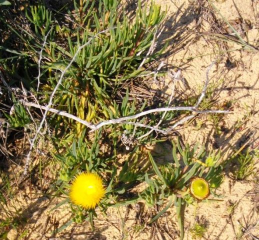Conicosia pugioniformis