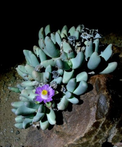 Dracophilus dealbatus
