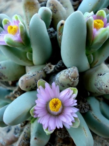 Dracophilus dealbatus flowers