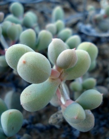 Eberlanzia schneideriana leaves