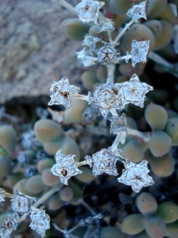 Eberlanzia schneideriana dry capsules