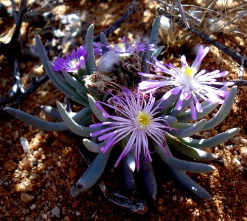 Ebracteola fulleri 