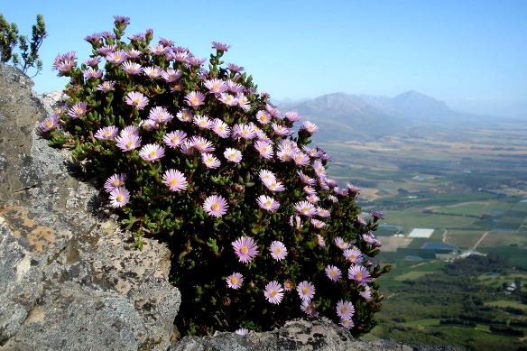 Esterhuysenia drepanophylla