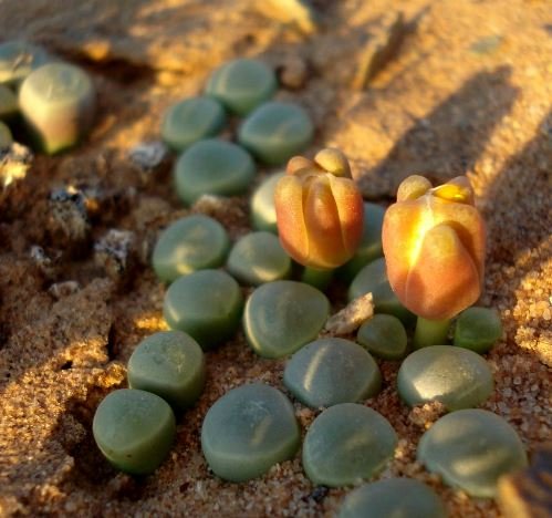 Fenestraria rhopalophylla subsp. aurantiaca buds and leaves