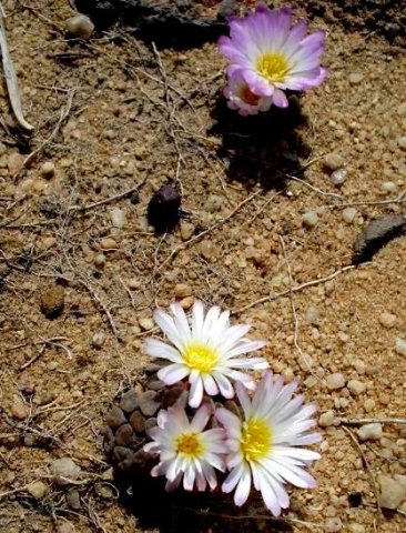 Frithia humilis flowers