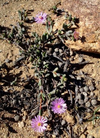 Hallianthus planus