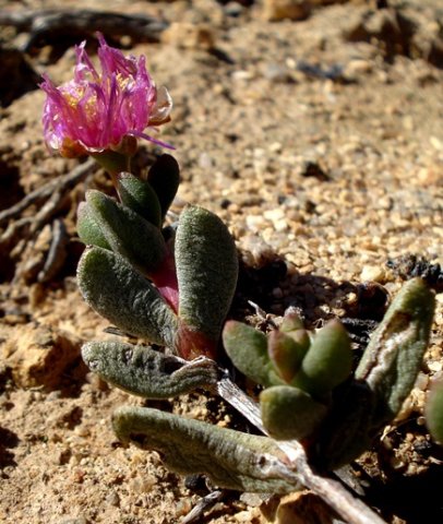 Hallianthus planus leaves