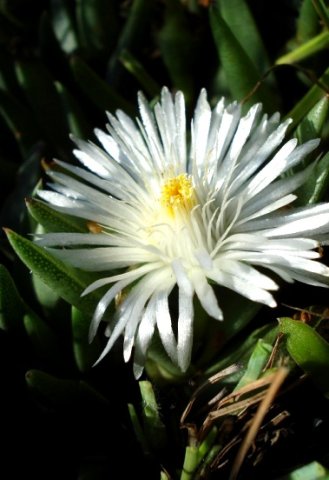 Khadia carolinensis flower