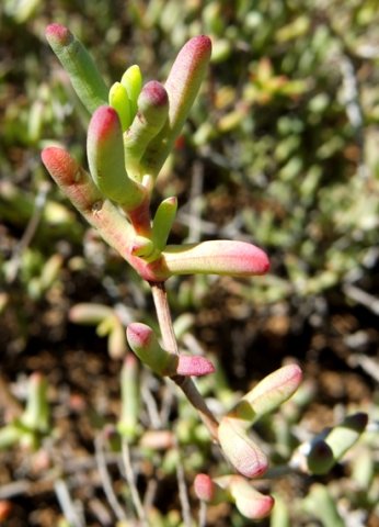 Leipoldtia schultzei leaves