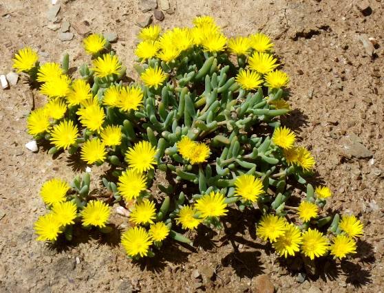 Malephora lutea defining yellow