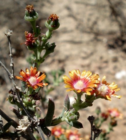 Mestoklema tuberosum leaves and flowers