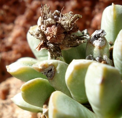 Nelia schlechteri fruit capsule