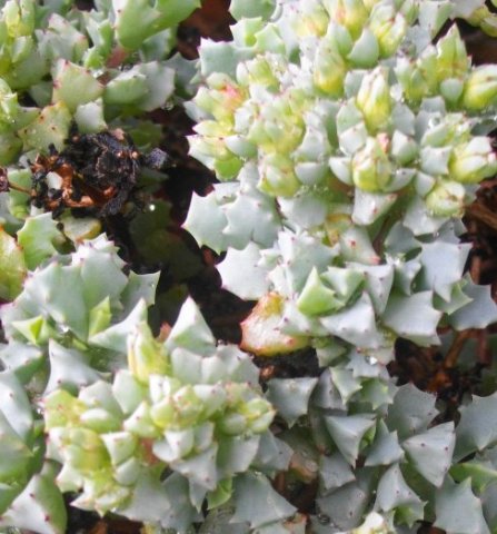 Oscularia deltoides
