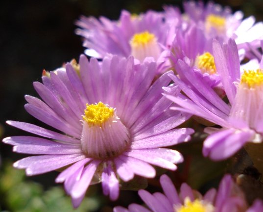 Oscularia deltoides flowers