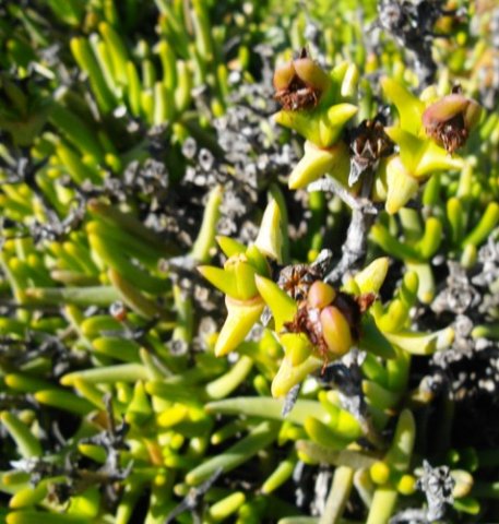 Ottosonderia monticola