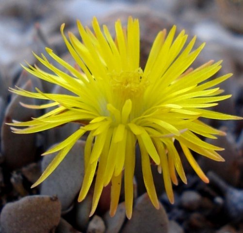 Prepodesma orpenii flower