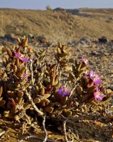 Psammophora modesta in Richtersveld conditions