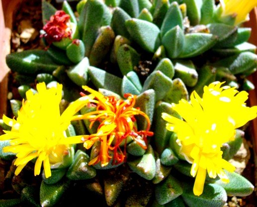 Rabiea flowers