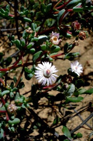 Ruschiella argentea