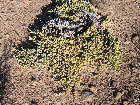 Zeuktophyllum suppositum