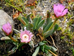 Acrodon bellidiflorus