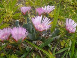Acrodon bellidiflorus leaves